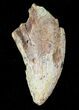 Bargain Tyrannosaur Tooth - Two Medicine Formation #14752-1